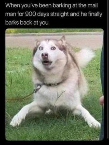 Photo of a husky with wide surprised eyes, looking like he stopped in mid-stride, crouched down. Caption: When you've been barking at the mail man for 900 days straight and he finally barks back at you.