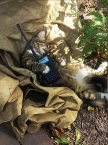 Photo of a cat laying on his back, head to the side, sleeping; he is outdoors, on a piece of khaki fabric, holding a walkie-talkie.