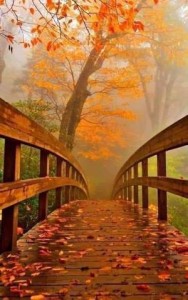 A wooden walking bridge, wet, with some colored leaves fallen on it, leading across into a foggy scene of orange and yellow trees, with some green also
