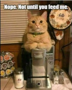 Yellow cat sitting on top of a coffee machine looking directly at the person holding the camera. Caption: Nope. Not until you feed me.