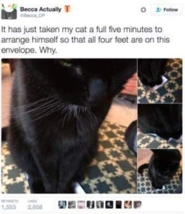 4 photos of a black cat with an envelope on the floor more or less beneath him, until the final shot. Caption: It has just taken my cat a full five minutes to arrange himself so that all four feet are on this envelope. Why.
