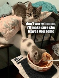 photo of 2 young cats, the gray-with-white one is above the other on a pillow-covered piece of furniture with his paws on the white-with-gray one's back; the latter is eating from a bowl of human food on a side table as the mostly gray cat is saying, "Don't worry human, I'll make sure she leaves you some."