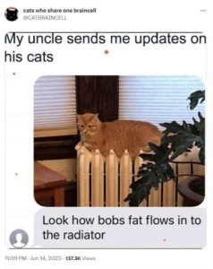 Photo of a yellow cat laying on a radiator; his body is conforming to the shape of the tubes on top. Caption: My uncle sends me updates on his cats. Look how Bob's fat flows into the radiator.