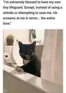 Photo of a black cat in a bathroom, front paws on the side of the bathtub with his mouth wide open, looking in directly at the camera. Caption: "I'm extremely blessed to have my own tiny lifeguard. Except, instead of using a whistle or attempting to save me, He screams at me in terror...the time time."