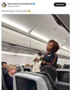 Screenshot of a social media post by Place where cat shouldn't be; photo of part of the inside of an airplane showing a stewardess carrying a gray and white cat down the aisle as amused passengers look on. Caption: Put him down, he's the pilot.
