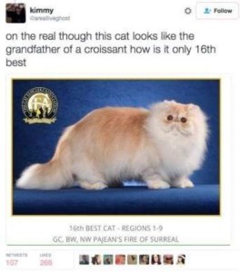 Photo of a show cat, big and fluffy, flat ears, tan and white in color, big round eyes, flat nose. Caption: On the real though this cat looks like the grandfather of a croissant, how it is only 16th best!