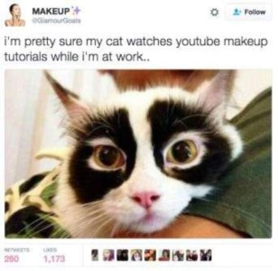 Social media post by @GlamourGoals shows a white cat with thick black rings around his eyes. Caption: I'm retty sure my cat watches youtube makeup tutorials while I'm at work.