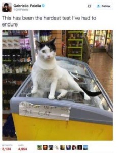 Photo of a white cat with black markings, sitting on a freezer in a grocery store. Sign on the freezer says, "Please don't pet the cat." Caption: This has been the hardest test I've ever had to endure.