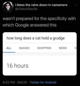 Social media screenshot from @Chinchillazilla, who says, "wasn't prepared for the specificity with which Google answered this: How long does a cat hold a grudge? Google: 16 hours