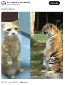 Screenshot of a social media post by Why you should have a cat shows side-by-side photos of a little yellow housecat and a wild tiger, they are each sitting up on their hind legs, backs straight, front feet hanging down in front of them. Caption: It's only natural.