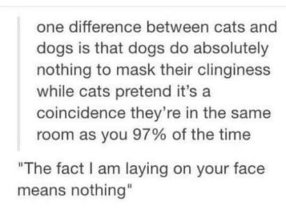text only: One difference between cats and dogs is that dogs do absolutely nothing to mask their clinginess while cats pretend it's a coincidence they're in the same room as you 97% of the time. "The fact that I'm laying on your face means nothing."