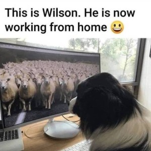 A border collie sitting at a desk looking at a computer screen. A flock of sheep are on the screen looking at the camera. Caption: This is Wilson. He is now working from home.