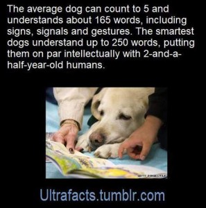 The average dog can count to 5 and understands about 165 words, including signs, signals, and gestures. The smartest dogs understand up to 250 words, putting them on par intellectually with 2-and-a-half-year-old humans. Closeup photo of a dog looking at a book while 2 human hands hold it for him. (ultrafacts.tumblr.com)