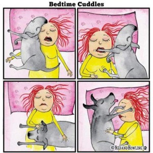 4 cartoon frames of a woman laying on her back, and her dog laying on a bed, entitled "Bedtime Cuddles" #1 the dog is laying with his back against her, his head against hers. #2 the dog is laying with his back away from her, on hind paw poking at her, one front paw in her mouth. #3 the dog is laying across her body, one of her hands is on his head and the other on his back. #4 she is on her right side, the dog is on his left with one front paw on her eye and one on her ear, his hind legs on her side while she has her hand on his side.