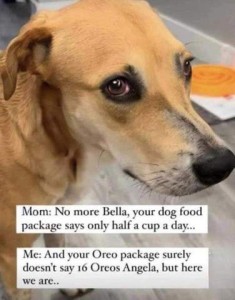 Close up of a light brown dog looking toward the camera. Text: Mom: No more, Bella, your dog food package says only half a cup a day... Bella: And your Oreo package surely doesn't say 16 Oreos, Angela, but here we are...