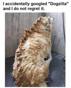 Photo of a golden retriever in a shower, his back to the camera, covered in lather; his hair is all pushed up to form a ridge sticking up over his entire spine. Text: I accidentally googled "Dogzilla" and I do not regret it.