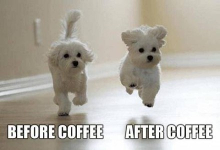 Side by side photo of two small white Maltese dogs approaching the camera. One is walking naturally; caption is Before Coffee. The other is bouncing off the floor, ears up, with the words After Coffee.
