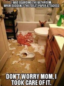 Photo of a German Shepherd pup in a bathroom, hiding behind a toilet, with toilet paper shredded all over the floor. Text: I was guarding the bathroom, when suddenly the toilet paper attacked. Don't worry Mom, I took care of it.