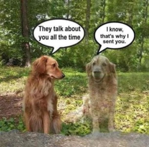 One golden retriever looking at the nearly transparent image of another dog, telling him "They talk about you all the time." The image replies, "I know, that's why I sent you."