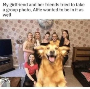 Photo of 6 young ladies all dressed up and posing for a photo; in the center of the photo is a golden retriever jumping up, ears flying, to be in the picture. Text: My girlfriend and her friends tried to take a group photo, Alfie wanted to be in it as well.