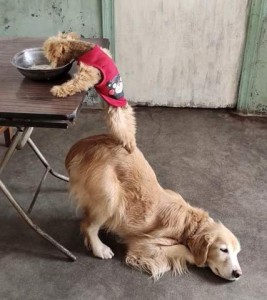 Photo of a table with a bowl on top of it. Next to the table is a golden retriever laying with his front end on the floor and his butt end up so a shaggy tiny pup can stand up on his hind legs to reach the bowl