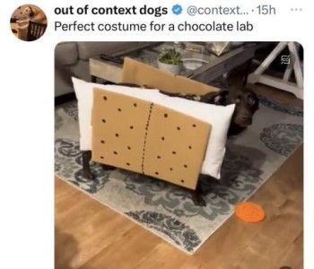 Photo of a chocolate lab with a pillow at his side sandwiched between cardboard replicas of graham crackers. Text: perfect costume for a chocolate lab