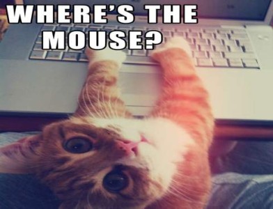 Orange and white cat looking upward at the camera which is aimed at him from above. His paws are on a computer keyboard. Text: Where's the mouse?