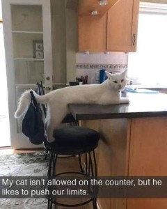 [photo of a white cat with his rear feet on a stool and the front part of his body on a kitchen counter.] My cat isn't allowed on the counter, but he likes to push our limits.