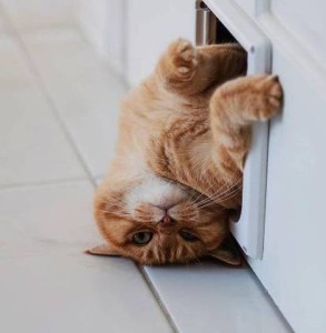 photo of an orange cat halfway in a cat door, on his back, top of his head on the floor.