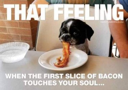 Photo of a small black and white dog sitting at a table with one end of a rasher of bacon in his mouth. Caption: that feeling when the first slice of bacon touches your soul...