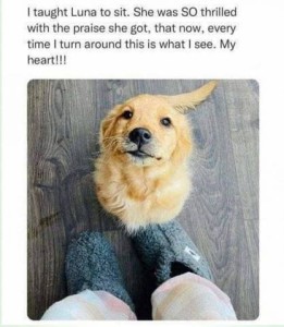 Photo of a golden retriever sitting at the feet of her person, looking up happily and proudly. Caption: I taught Luna to sit. She was SO thrilled with the praise she got, that now, every time I turn around this is what I see. My heart!!!