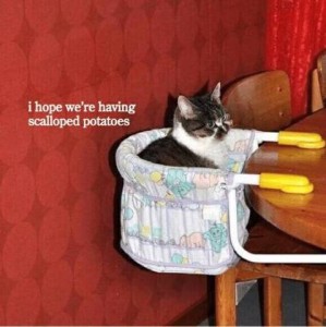[photo of a gray and white cat sitting in a high chair at a table] "I hope we're having scalloped potatoes."