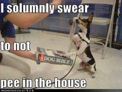 A little short-hair tri-colored fox terrier is sitting up on her rear legs with her right front paw in the air and the left front paw on a book, the Dog Bible. Caption: I solumnly swear to not pee in the house.