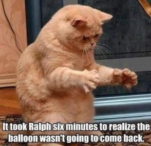 Photo of an orange cat sitting up on its haunches looking downward, front legs reaching out in front expectantly, toes outstretched with claws extended. Text: It took Ralph six minutes to realize the balloon wasn't going to come back.