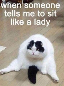 A white cat with black on his head and a black tail, sitting up with back legs extended in front of him, his black tail extended between them, leaning forward and looking fat. Text: When someone tells me to sit like a lady.