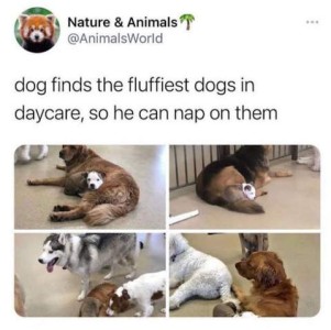 4 photos of a short-haired black and white puppy; in each photo he is curled up with a large dog. Text: dog finds the fluffiest dogs in daycare, so he can nap on them.