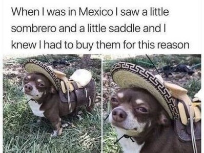A tiny chihuahua is looking up at the camera wearing a Mexican hat and a saddle on its back. Caption: When I was in Mexico I saw a little sombrero and a little saddle and I knew I had to buy them for this reason.