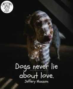 Shadowy dark photo of a spaniel-looking dog with a soft and gentle face. Quote from Jeffery Masson: Dogs never lie about love.