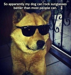 Photo of a dog, golden brown in color, with upright ears, wearing sunglasses, looking off to the side beyond the camera. Caption: So apparently my dog can rock sunglasses better than most people can.