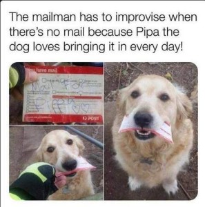 Photos of a hand handing a golden retriever a slip of paper, of the dog holding the paper in her mouth, and a close up of the paper which has written on it, "Mail for Pippa" and 2 hearts. Text: The mailman has to improvise when there's no mail because Pippa the dog loves bringing it in every day!