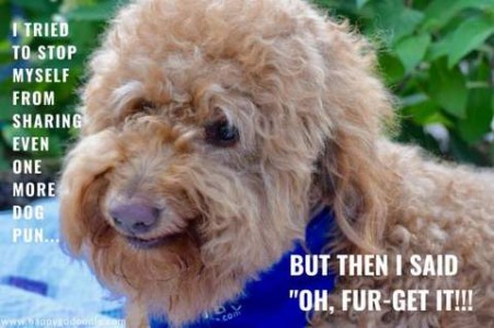 Closeup photo of a shaggy tan dog with a "smile" on his face. Text: I tried to stop myself from sharing even one more dog pun...but the I said "Oh, fur-get it!!!"
