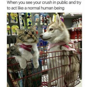 A gray and white cat in a shopping cart at a pet store, with eyes wide, ears half turned back, pupils dilated, mouth in a downward arc with lips pulled back. Next to him is a husky-type puppy. Text: When you see your cursh in public and try to act like a normal human being.
