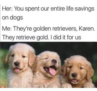 photo of 3 golden retriever puppies. Her: you spent our entire life savings on dogs. Me: They're golden retrievers, Karen. They retrieve gold. I did it for us.