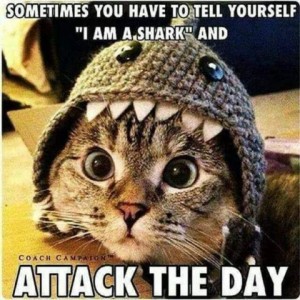 Sometimes you have to tell yourself "I am a shark" and [photo of a grey tabby cat wearing a hand-knit shark's head, teeth surrounding his face] ATTACK THE DAY
