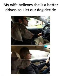 Title: My wife believes she is a better driver, so I let our dog decide. 1st Picture: a man is driving a car while a dog is sitting next to him, relaxed and watching out the front window. 2nd picture: A woman is driving a car while a dog is sitting next to her, eyes wide open with the whites showing and head drawn back as he watches through the front window.