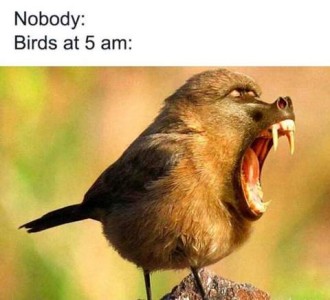Nobody: Birds at 5 a.m.: Photo of a bird body with a baboon face, mouth wide open