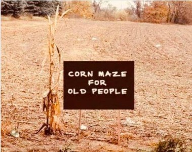 Photo of a harvested corn field with one corn stalk left standing. Caption: Corn maze for old people.