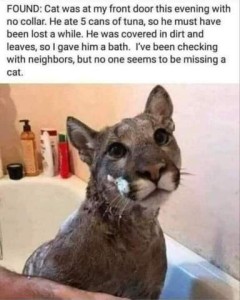Text: FOUND: Cat was at my front door this evening with no collar. He ate 5 cans of tuna, so my hust have been lost a while. He was covered in dirt and leaves, so I gave him a bath. I've been checking with neighbors, but no one seems to be missing a cat. Photo of a puma sitting in a bathtub; he's wet and has soap bubbles on his face.