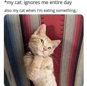 A yellow cat looking coy with one her head tipped to the left, one pay tucked under her chin and the other tucked behind it. Caption: My cat: ignores the entire day. Also my cat when I'm eating something.