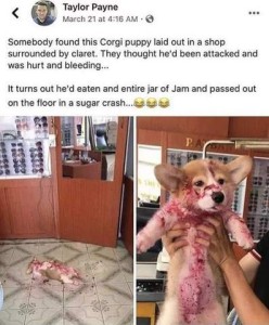 Social media post by Taylor Payne shows a tan and white corgi puppy laying flat out on his back on the floor of a store, covered in a red substance, and then someone holding the puppy up for a closeup photo of the red-coated pup. Text: Somebody found this Corgi puppy laid out in a shop surrounded by claret. They thought he'd been attacked and was hurt and bleeding... It turns out he'd eaten an entire jar of jam and passed out on the floor in a sugar crash.